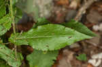 Eared goldenrod